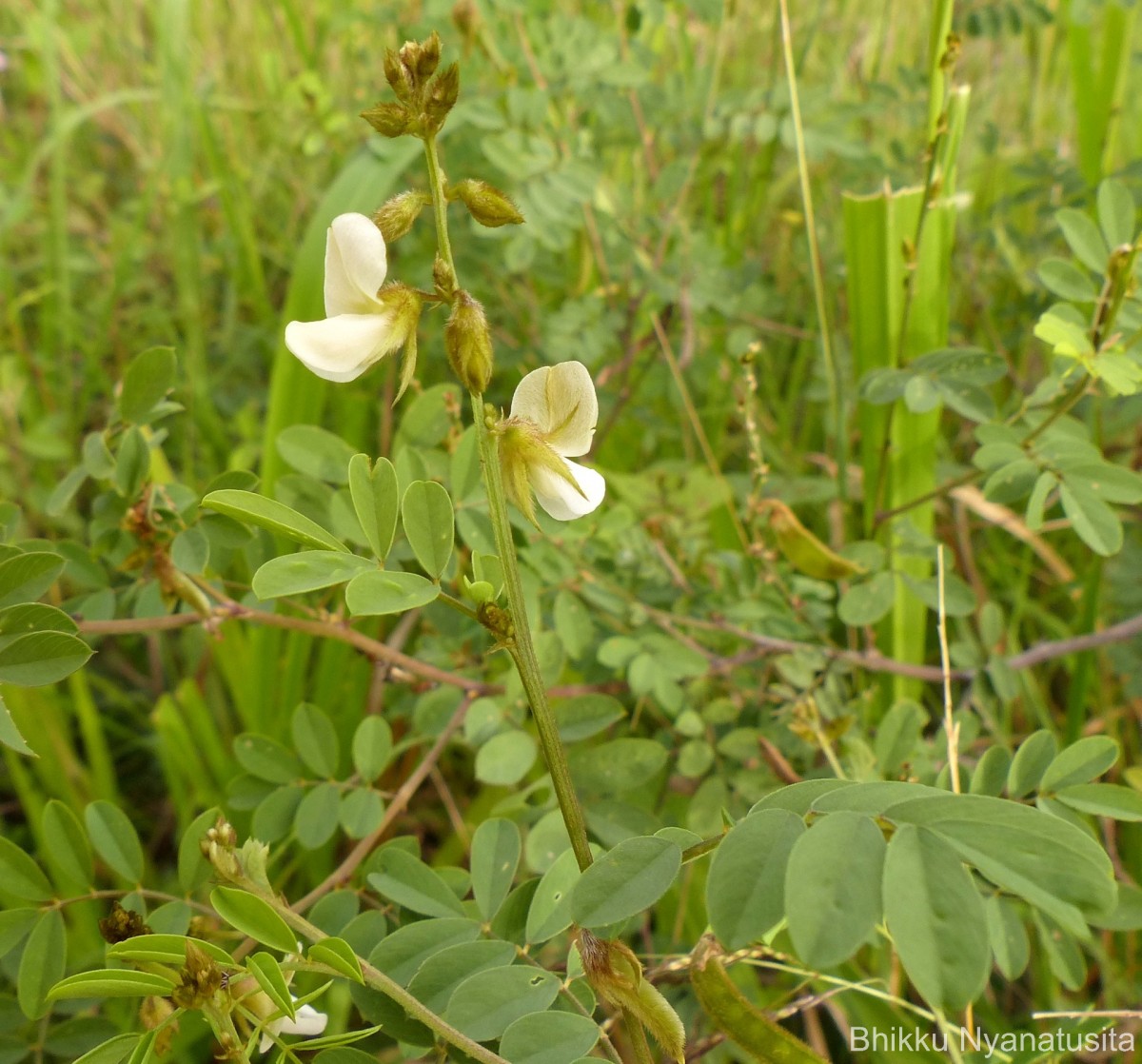 Tephrosia villosa (L.) Pers.
